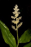 Maianthenum racemosum 19-4689